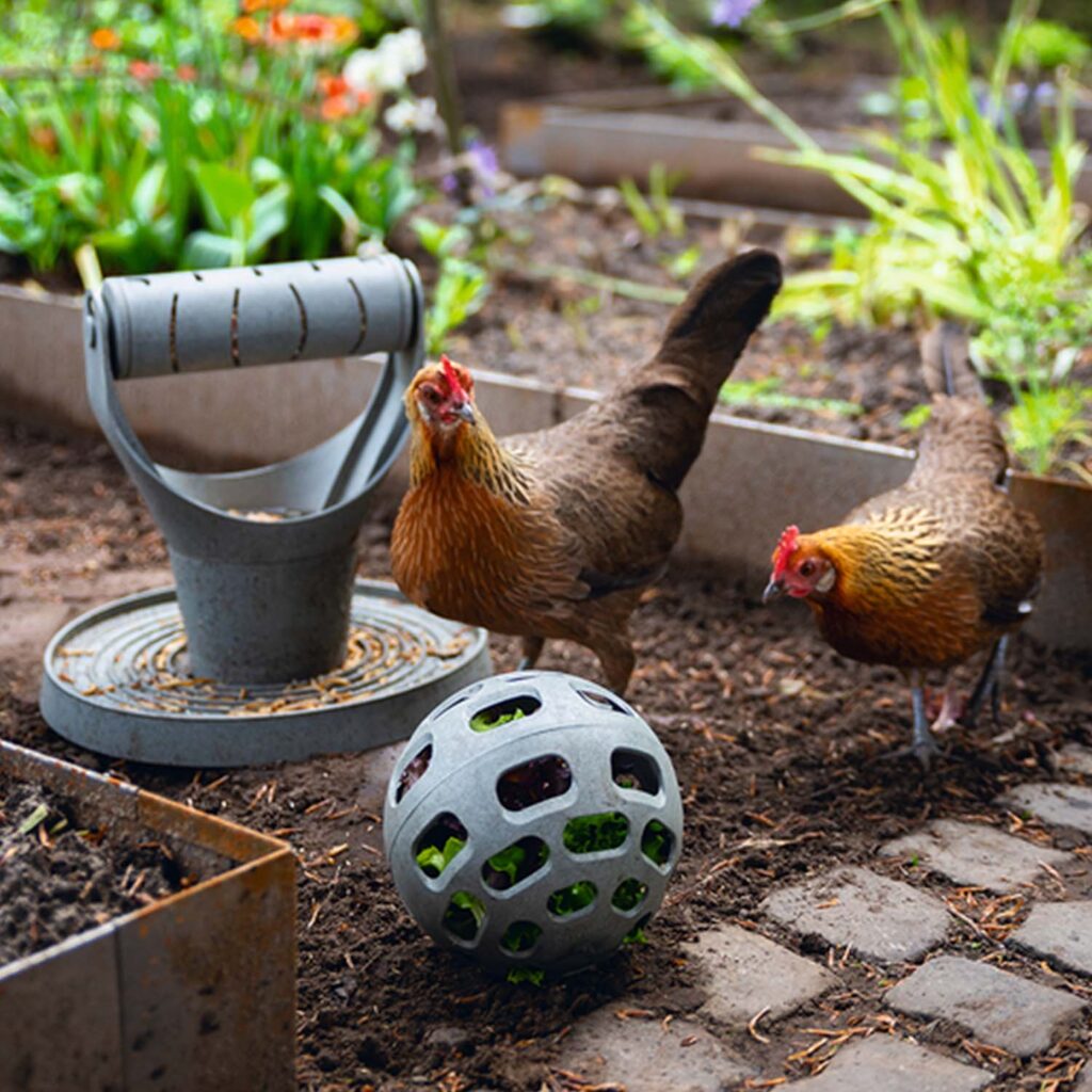 Guia para el cuidado de tus gallinas en invierno – accesorio para animales GAUN