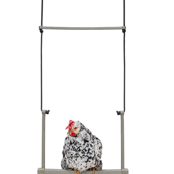 Balancin para gallinas 100 reciclado – accesorio para animales GAUN