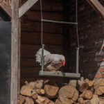 19140 – CHICKEN SWING