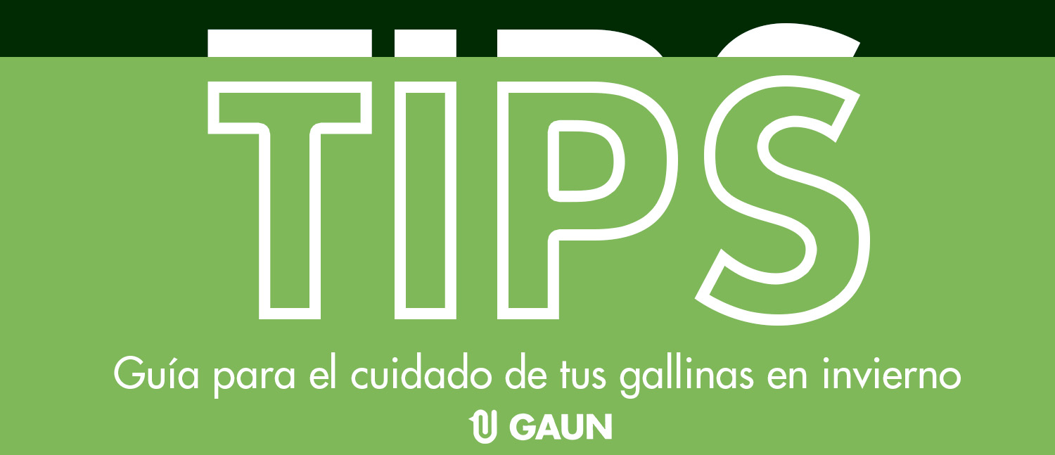 Guia para el cuidado de tus gallinas en invierno – accesorio para animales GAUN