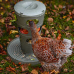 COMEDERO TORRE GALLINAS – FEED TOWER FOR CHICKENS