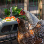 Comedero con velcro gallinas – Chicken Feeder with Velcro Attachtments