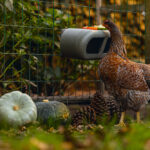 Comedero con velcro gallinas – Chicken Feeder with Velcro Attachtments