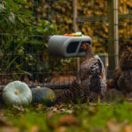 Comedero con velcro gallinas – Chicken Feeder with Velcro Attachtments