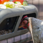 Comedero con velcro gallinas – Chicken Feeder with Velcro Attachtments