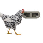 Comedero con velcro gallinas – Chicken Feeder with Velcro Attachtments