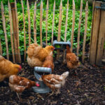 Comedero con velcro gallinas – Chicken Feeder with Velcro Attachtments