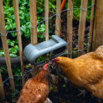 Comedero con velcro gallinas – Chicken Feeder with Velcro Attachtments