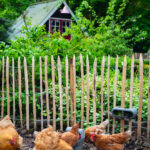 Comedero con velcro gallinas – Chicken Feeder with Velcro Attachtments