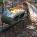 Comedero con velcro gallinas – Chicken Feeder with Velcro Attachtments
