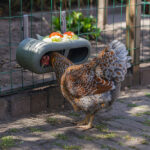 Comedero con velcro gallinas – Chicken Feeder with Velcro Attachtments