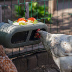 Comedero con velcro gallinas – Chicken Feeder with Velcro Attachtments