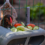 Comedero con velcro gallinas – Chicken Feeder with Velcro Attachtments