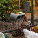 Comedero con velcro gallinas – Chicken Feeder with Velcro Attachtments