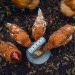 COMEDERO / DISTRIBUIDOR SNACKS PARA GALLINAS – PLAY AND FEED TOWER FOR CHICKENS