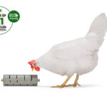 DISTRIBUIDOR SNACKS PARA GALLINAS
