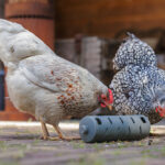 DISTRIBUIDOR SNACKS PARA GALLINAS