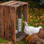 DISTRIBUIDOR SNACKS PARA GALLINAS