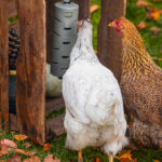 DISTRIBUIDOR SNACKS PARA GALLINAS