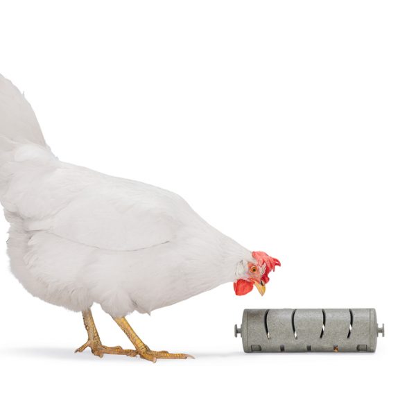 Distribuidor snacks para gallinas 100 reciclado – comedero para animales GAUN