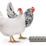 DISTRIBUIDOR SNACKS PARA GALLINAS