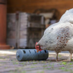 DISTRIBUIDOR SNACKS PARA GALLINAS