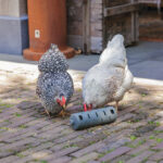 DISTRIBUIDOR SNACKS PARA GALLINAS