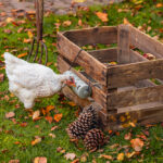 DISTRIBUIDOR SNACKS PARA GALLINAS