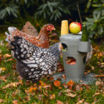 TORRE SNACKS / COMIDA PARA GALLINAS