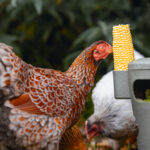 TORRE SNACKS / COMIDA PARA GALLINAS