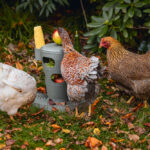 TORRE SNACKS / COMIDA PARA GALLINAS