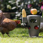 TORRE SNACKS / COMIDA PARA GALLINAS