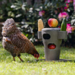 TORRE SNACKS / COMIDA PARA GALLINAS
