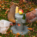 TORRE SNACKS / COMIDA PARA GALLINAS
