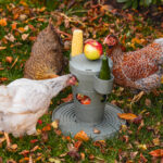 TORRE SNACKS / COMIDA PARA GALLINAS