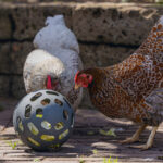 PELOTA SNACKS GALLINAS