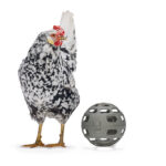 PELOTA SNACKS GALLINAS