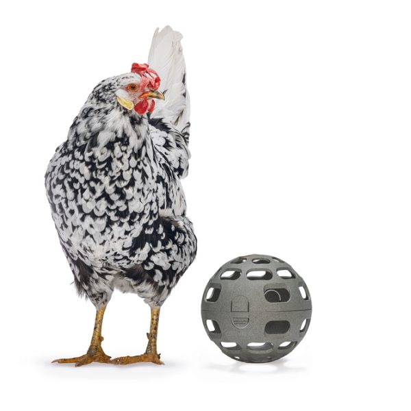 Pelota snacks gallinas 100 reciclado – comedero para animales GAUN