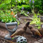 PELOTA SNACKS GALLINAS