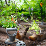 PELOTA SNACKS GALLINAS
