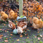 PELOTA SNACKS GALLINAS