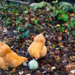 PELOTA SNACKS GALLINAS