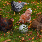 PELOTA SNACKS GALLINAS