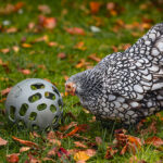 PELOTA SNACKS GALLINAS