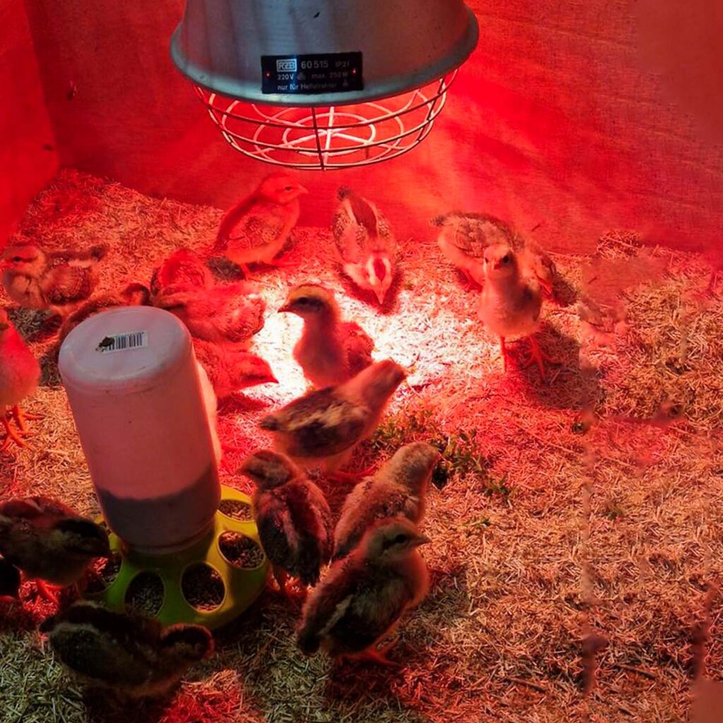 Guia para el cuidado de tus gallinas en invierno – accesorio para animales GAUN